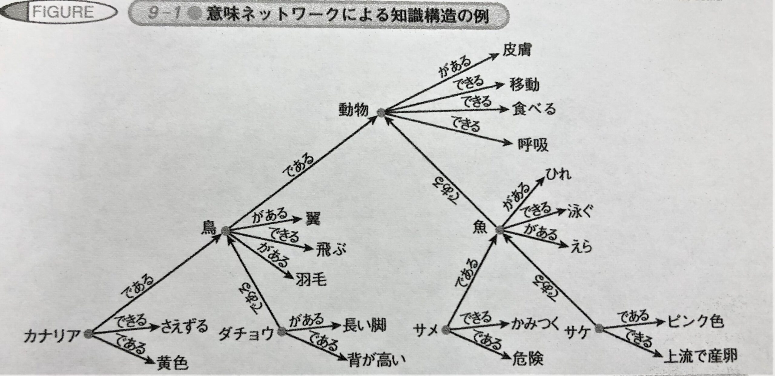 知識構造の例